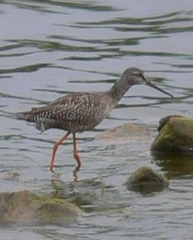Spotted Redshank